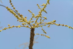 Lannea coromandelica